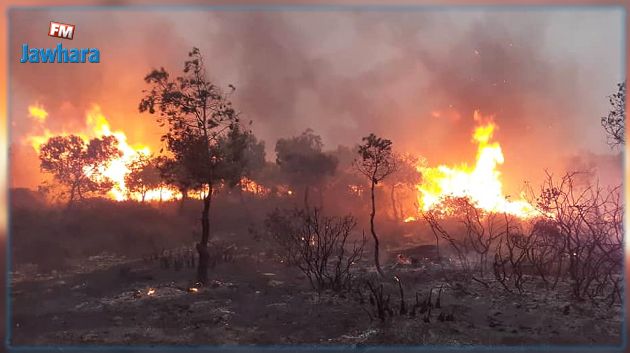 اندلع منذ مساء أمس: تطويق حريق بغابة عين الكرمة بمعتمدية سجنان