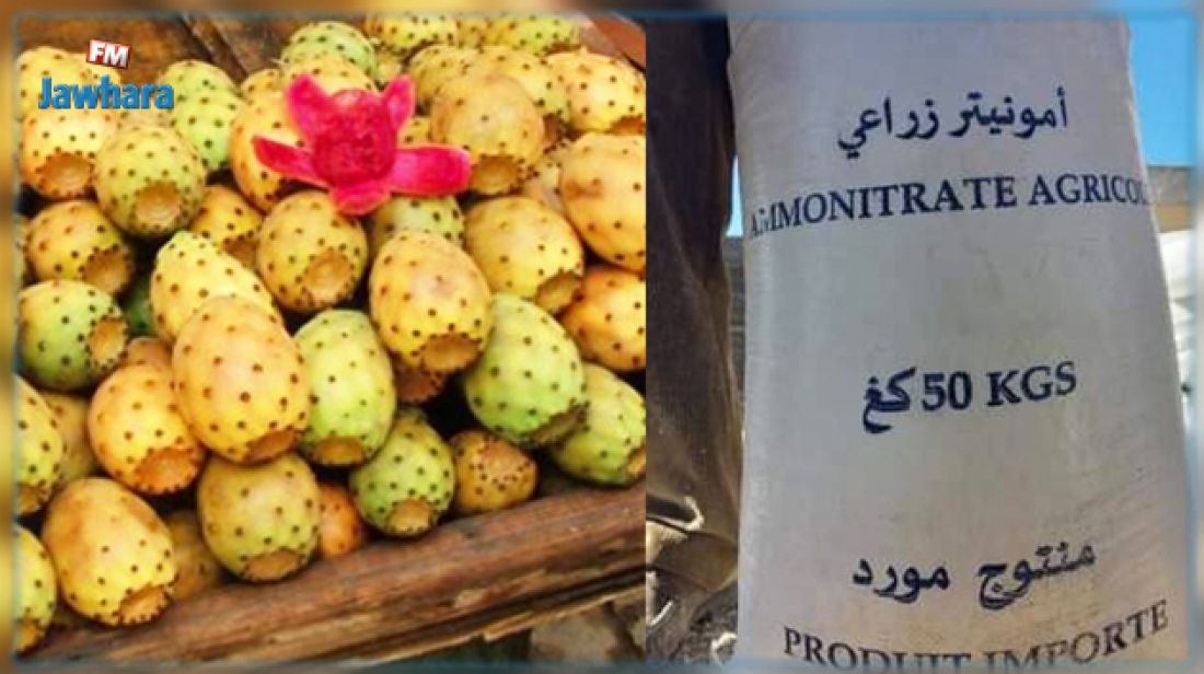 بوعرقوب: نقص الامونيتر يهدد صابة الهندي بالتلف بوعرقوب: نقص الامونيتر يهدد صابة الهندي بالتلف