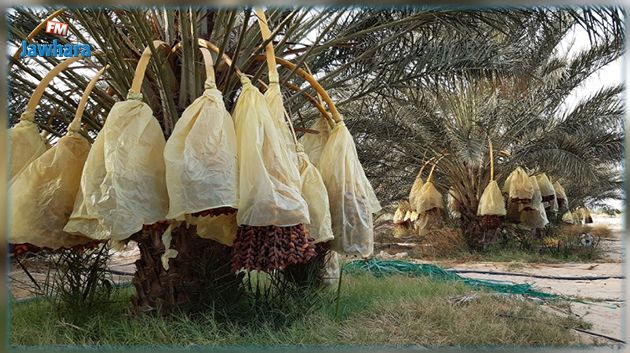 وزارة الفلاحة تؤكد توفر شباك الناموسية والبلاستيك لفائدة منتجي التمور