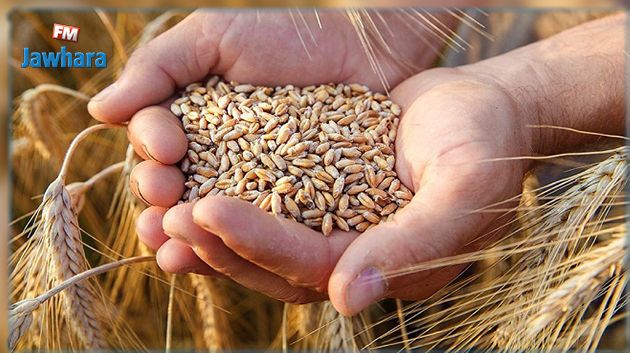 وزارة الفلاحة تعلن عن أسعار بذور الحبوب 