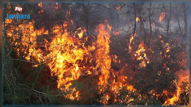 لليوم الرابع على التوالي: تواصل الجهود لإخماد حرائق في غابات عدد من الولايات 