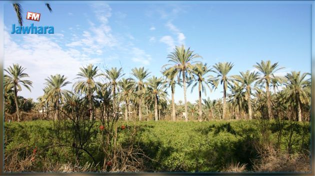 توزر: الفلاحون يطالبون باكمال الاشغال الخاصة بقنوات الري 