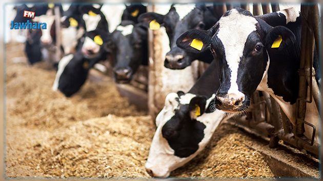 الكاف: الاشتباه في إصابة رؤوس أبقار بمرض اللسان الأزرق