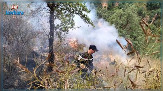الهوارية : اشتعال النيران من جديد بغابة زاوية المقايز وفتح تحقيق في الغرض‎‎