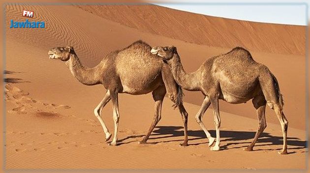 بنقردان : اكتشاف إصابة رؤوس إبل بداء الكلب