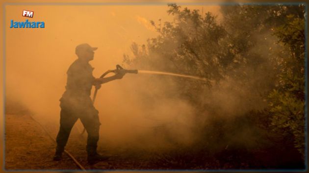 لليوم الرابع على التوالي.. تواصل الجهود لإخماد حريق جبل زاوية المقايز بالهوارية
