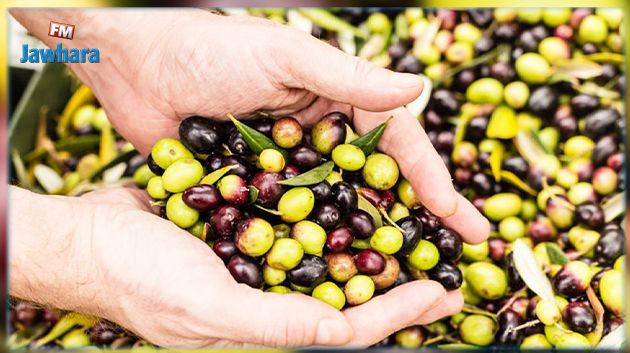 قفصة: تقديرات بإنتاج 50 الف طن من الزيتون خلال الموسم الفلاحي الحالي