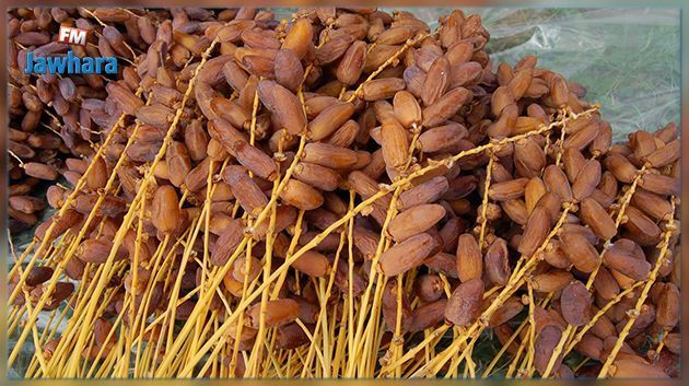 زيادة بـ 16,5% في صادرات التمور