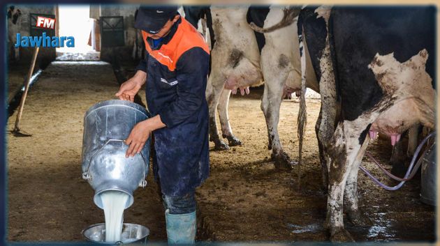 أزمة حليب مرتقبة واتحاد الفلاحة يطالب الدولة بالتدخل العاجل لإنقاذ الفلاّح