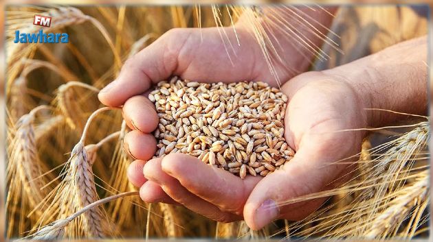 تراجع أسعار القمح اللين والصلب بالسوق العالمية خلال أوت 2022