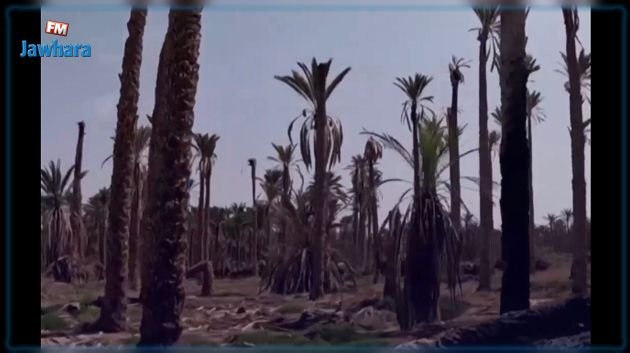 قبلّي: الجفاف والمرض يهددان الواحة الأشد حرّا في افريقيا