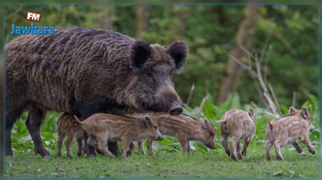 الخنزير يتربص بالمحاصيل والدواجن والفلاّح يستغيث ويطالب الجيش بحملة قنص