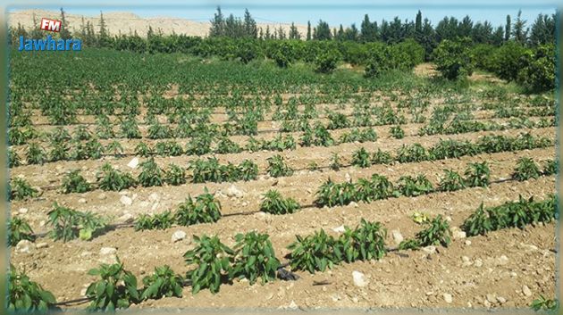 أريانة: استرجاع أكثر 7.5 هكتارات من الأراضي الدولية