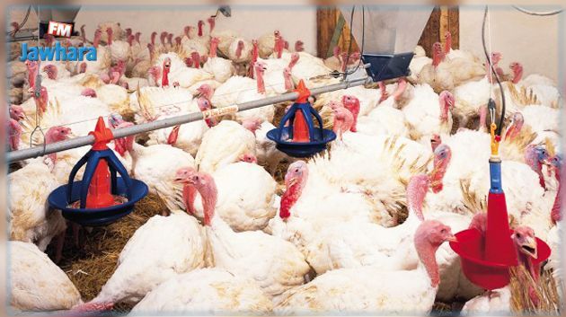 تونس تشدد القيود على إنتاج وتوزيع الدواجن