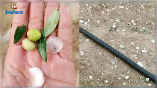 كندار: تضرّر صابة الزيتون جراء تساقط البَرَد