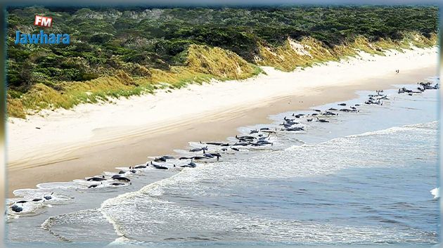 جنوح جماعي لـ 230 حوتاً طياراً على شواطئ أستراليا (فيديو)