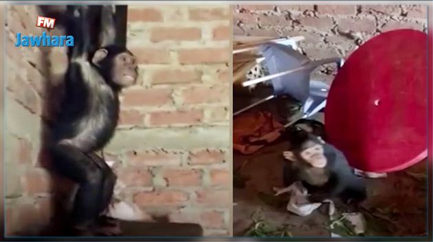 عصابة تختطف 3 قرود من محمية و تطالب بفدية أو قطع رؤسهم (فيديو)