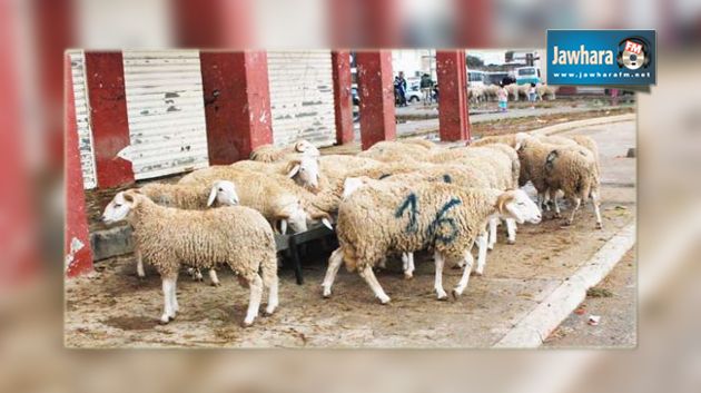 القيروان: وقفة احتجاجية لعدد من الفلاحين بسبب سرقة مواشيهم