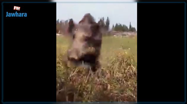 أكودة: الخنزير البري يغزو منطقة شط الرمان.. والأهالي يستغيثون