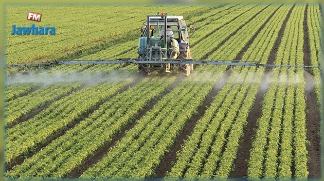 القصرين: انطلاق موسم الزراعات الكبرى في ظروف مناخية متميزة