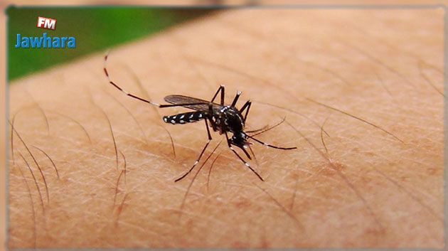 حقيقة وجود بعوضة 