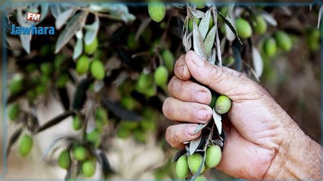 تقديرات صابة الزيتون بولاية المهدية