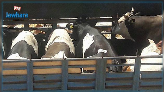 سيدي بوزيد: تحرير محاضر في حق عدد من ناقلي وتجار الأبقار 