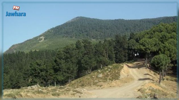 الايقاع بكهل كان ينوي إضرام النار بغابات عين دراهم 