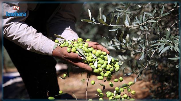 ديوان الزيت يدعو مزودي المعدات المكيانيكية لجني وتقليم ورش الزياتين الى تقديم عروضهم