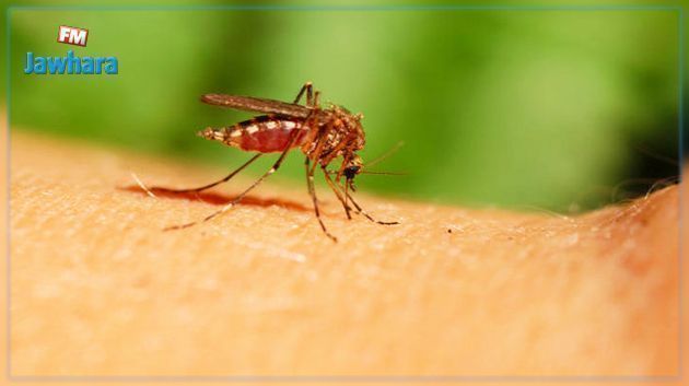 سوسة: تسجيل إصابة مؤكدة بمرض فيروس غرب النيل