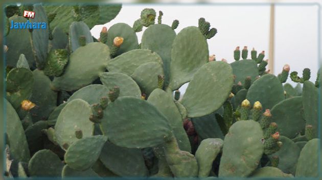 وزارة الفلاحة تؤكد تواصل عمليّات مكافحة الآفات الضارة بغراسات التين الشوكي