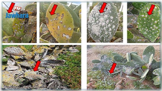 سوسة: رصد بؤرة إصابة بالحشرة القرمزية في غراسات التين الشوكي