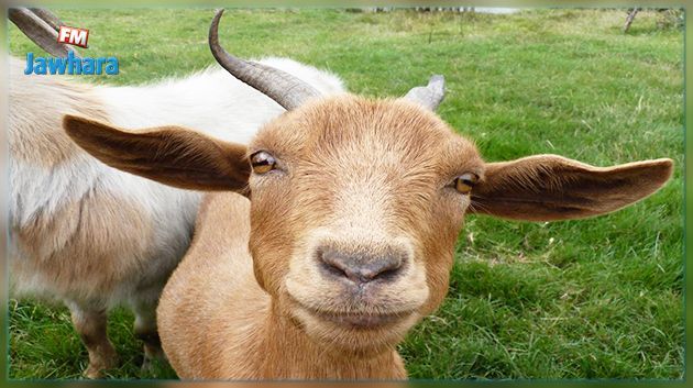 وزير الفلاحة: نحو اطلاق شركات أهلية لتربية الماعز في صفاقس