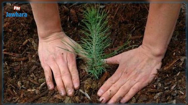 بعد موجة الحرائق: حملة وطنية لغراسة 5 مليون شتلة غابية