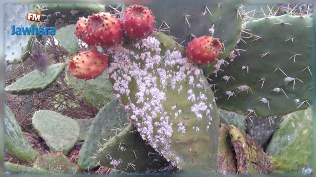 سوسة.. دراسة  سبل تطويق آفة الحشرة القرمزية بعد اكتشاف أول إصابة بغراسات التين الشوكي