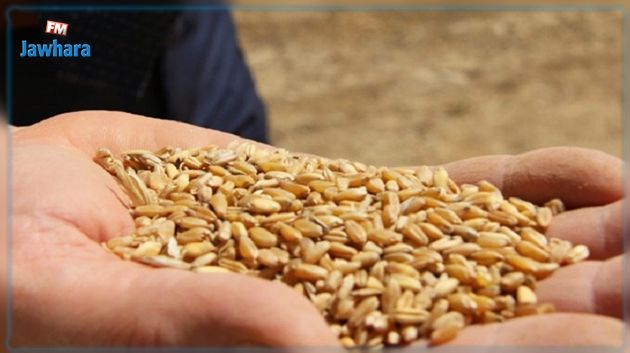 الكاف: رفع عينات من بذور القمح الصلب للتحليل 