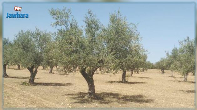 نحو عرض عقارات فلاحية للكراء للعموم بالمزاد العلني بعد استرجاعها 