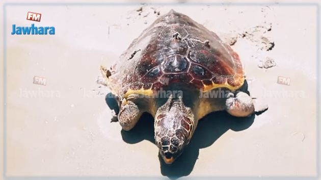 نحو تصنيف خليج المنستير كموقع ذي أهمية للسلحفاة البحرية