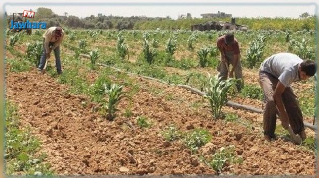 بسبب شحّ المياه..تراجع كبير في إنتاج الخضروات بنابل