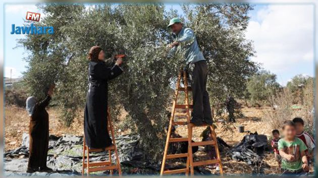 سوسة: انطلاق موسم جني الزيتون غدا الأربعاء