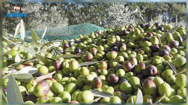 القصرين: صابة الزيتون متوسطة مقارنة بالموسم الفارط