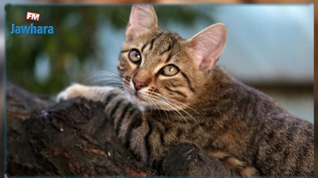 جربة: الحماية المدنية تنقذ قطة (فيديو)