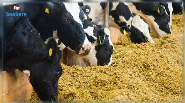 الاتحاد التونسي للفلاحة والصيد البحري يطالب الحكومة بالتدخل العاجل لحل ازمة الاعلاف