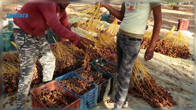 موسم التّمور.. تقدّم بنحو 25 % في عملية الجني بقبلي