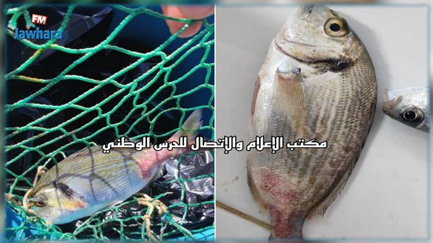 طبرقة: أسماك نافقة وأخرى حيّة تحمل تشوهات !!