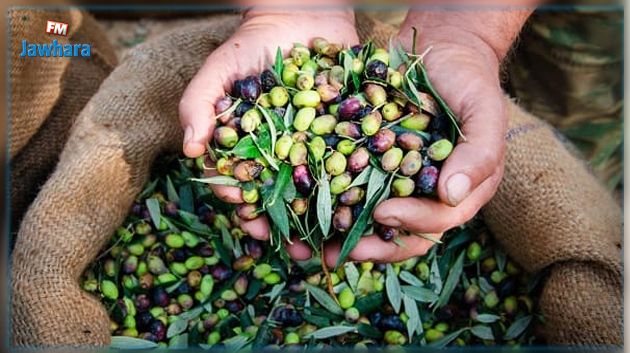 رئيس جمعية الزيتونة: صابة الزيتون أقل من المتوسطة والأسعار مرتفعة