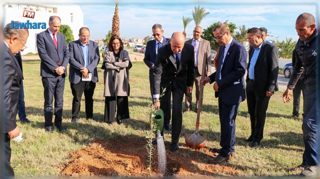 توزيع ألف شجرة زيتون على المؤسسات التربويّة والجامعية