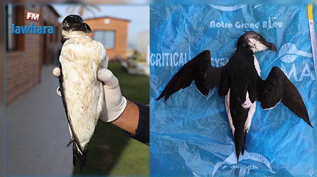 خليج المنستير: العثور على طائر من عائلة البطريق (صور)