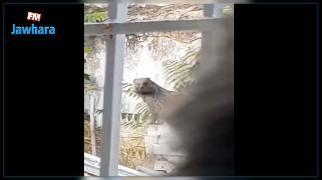 بعد العثور على حيوان النّمس بمدرسة.. جمعيّة متخصّصة تؤكّد أنه غير مؤذ