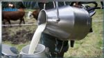 الاتحاد الجهوي للفلاحة بنابل: منظومة الحليب انهارت !‎‎